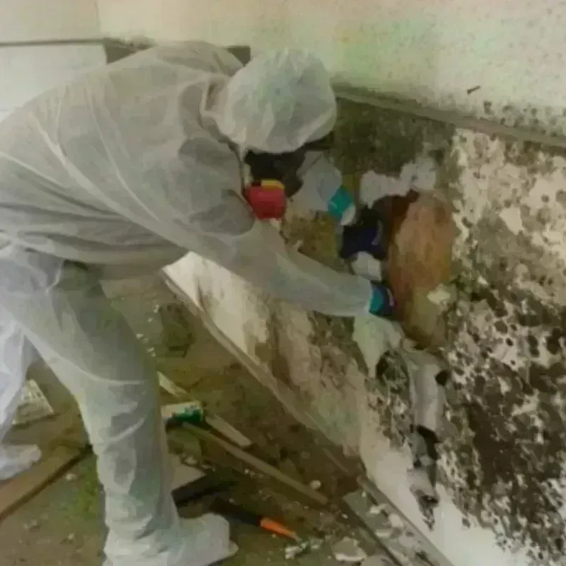 Mold Remediation and Removal in New York Mills, MN